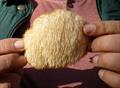 Hericium erinaceus